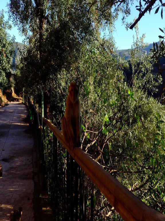 Riad Cascades D'أوزود المظهر الخارجي الصورة